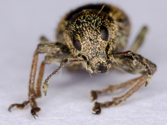 Andrion regensteinense