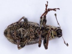 Andrion regensteinense