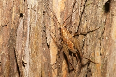 Pleioplectron hudsoni