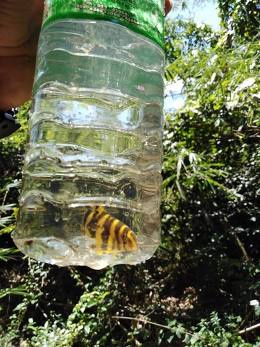 Emperor Loach