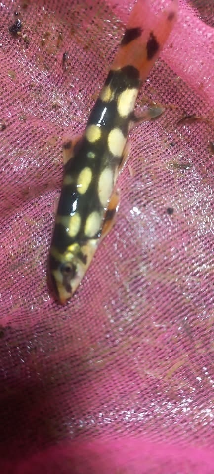 Burmese border loach (Botia kubotai) — Cobitidae