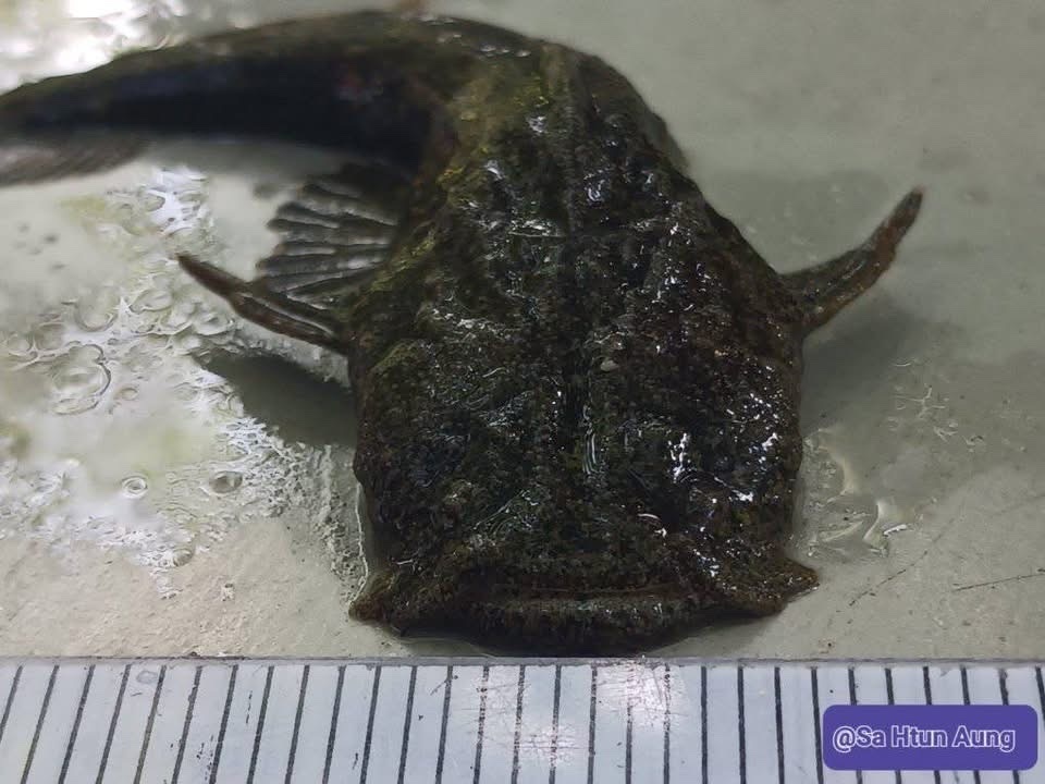 Burmese Frogmouth Catfish
