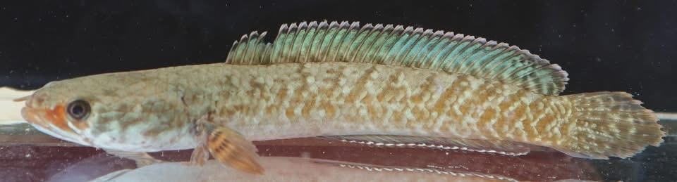 Burmese Snakehead photo 2
