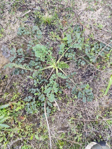 Image of Pimpinella villosa by (c) Vasco Henrique Oliveira Fonseca, some rights reserved (CC BY)