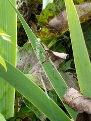 Argiope aurantia