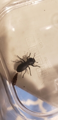 Zopheridae