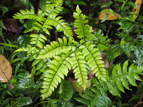 Image of Adiantum latifolium by (c) John Lyden, some rights reserved (CC BY)