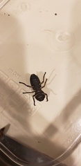 Zopheridae