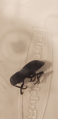 Zopheridae