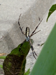 Argiope aurantia