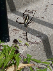 Argiope aurantia