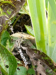 Argiope aurantia