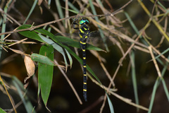 Anotogaster sieboldii