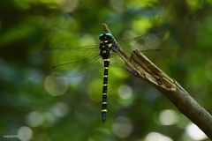 Anotogaster sieboldii