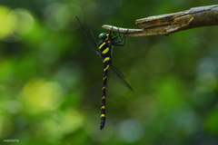 Anotogaster sieboldii