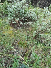 Carex atrosquama