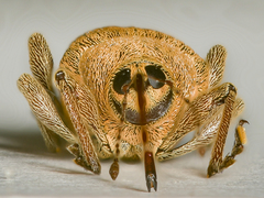Curculio nucum
