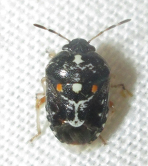 Menida decoratula