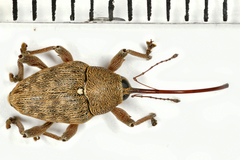 Curculio nucum