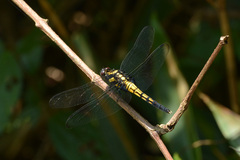Orthetrum triangulare