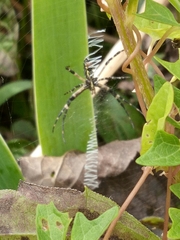 Argiope aurantia