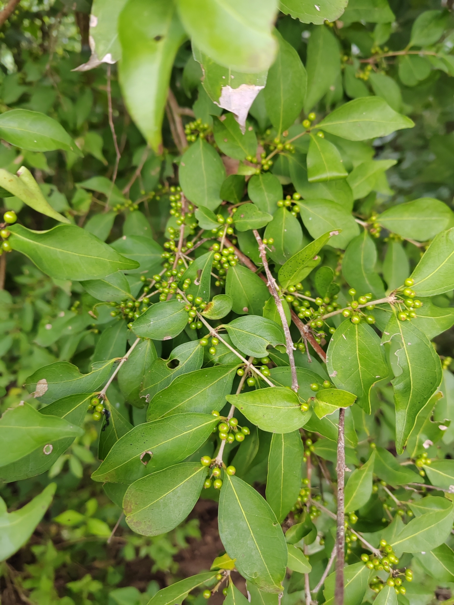 Imagem de Cereja-do-mato