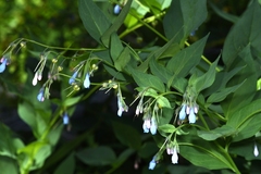 Mertensia paniculata
