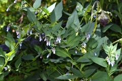 Mertensia paniculata