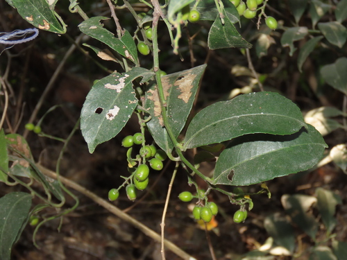 Celastrus hindsii, photograph 4