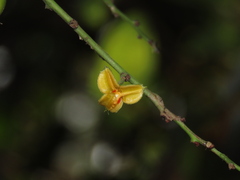 chiuluan, CC BY, iNaturalist via GBIF Celastrus hindsii, photograph chiuluan, CC BY, iNaturalist via GBIF