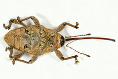 Curculio nucum