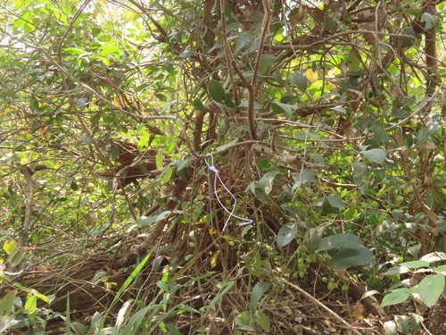 Celastrus hindsii, photograph 6