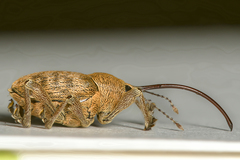 Curculio nucum