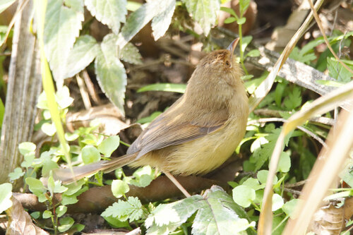 Plain Prinia