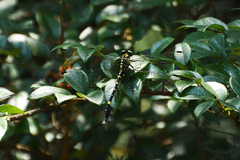 Labrogomphus torvus
