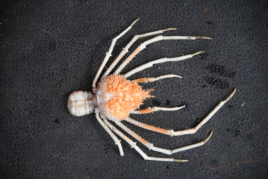 Pleistacanthinae