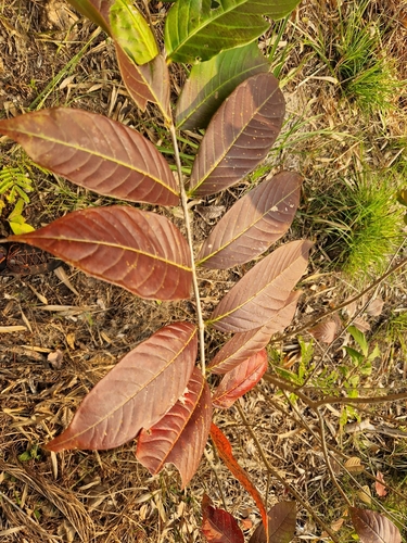 Foto de Resedá-flor-da-rainha