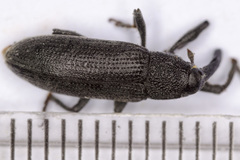 Lixus linearis