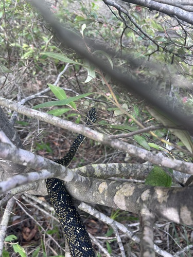 Diamond Python sighting