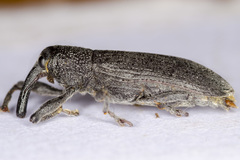 Lixus linearis