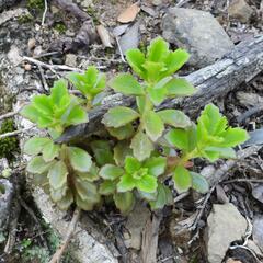 Coleus subspicatus