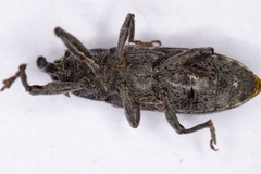 Lixus linearis