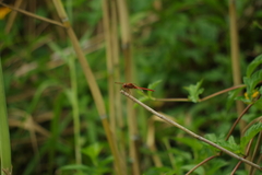 Crocothemis servilia