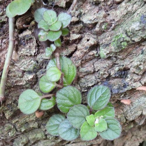 Plectranthus strigosus, photograph 2