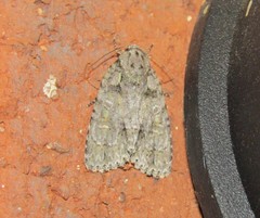 Acronicta ovata
