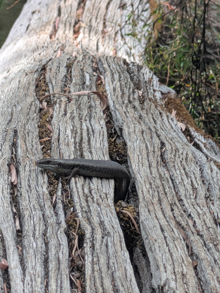 South-western Crevice Skink