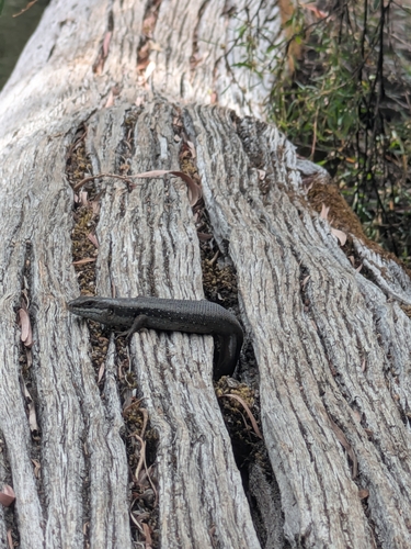 South-western Crevice Skink