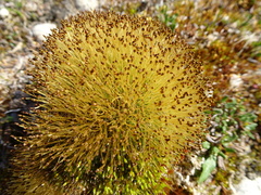 Aplodon wormskioldii