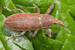 Lixus punctiventris