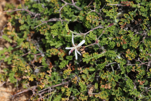 succulent storksbill (Pelargonium dasyphyllum)